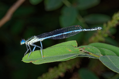 Platycnemis pennipes