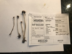 Psathyrella microrhiza