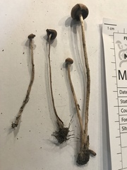 Psathyrella microrhiza