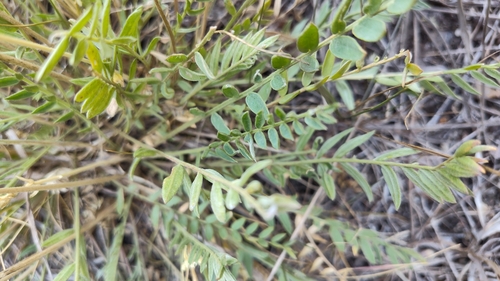 field locoweed