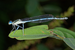 Platycnemis pennipes