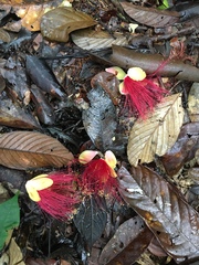 Caryocar microcarpum