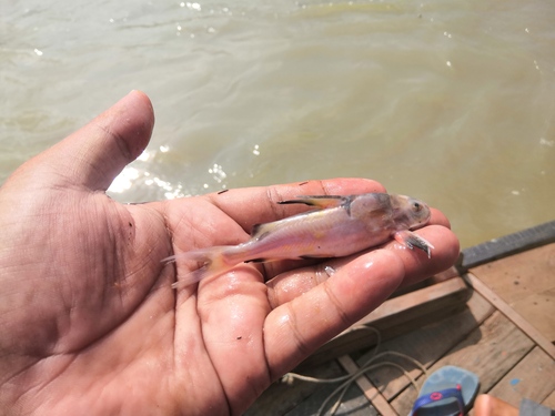 Gangetische bergmeerval (Gagata gagata) — Sisoridae — 2