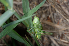 Tettigonia viridissima