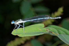 Platycnemis pennipes