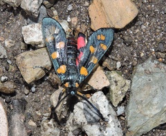 Praezygaena caschmirensis