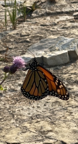 Monarch Butterfly