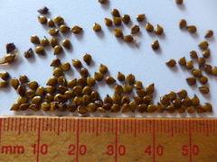 Bolboschoenus maritimus paludosus