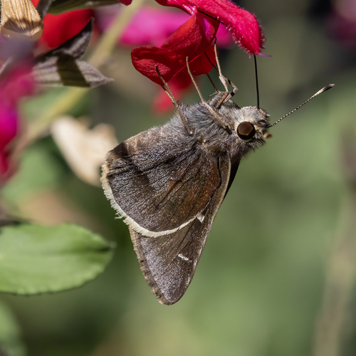 Moon-marked Skipper photo 2