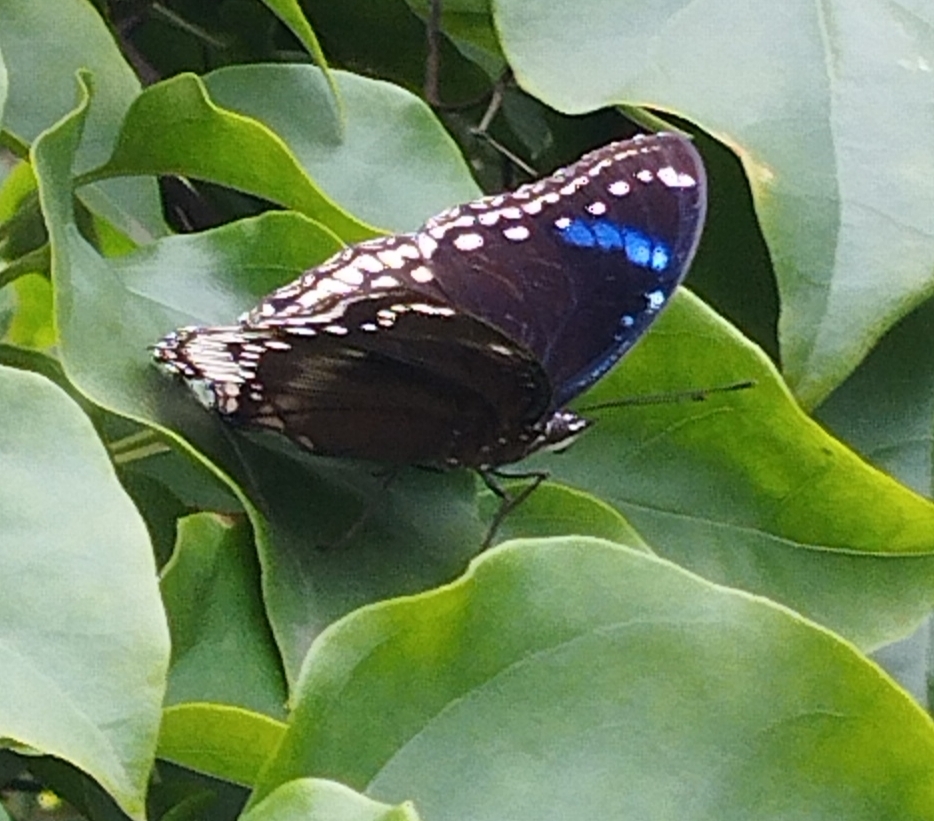 Great Eggfly