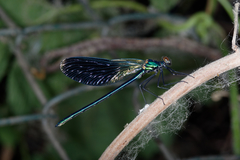 Calopteryx splendens