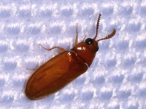 Texas Beetle