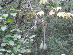 Ceiba aesculifolia