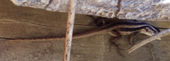 Liolaemus schroederi