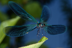 Calopteryx splendens