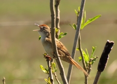 Spartonoica maluroides