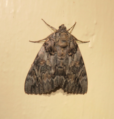 Catocala neogama euphemia