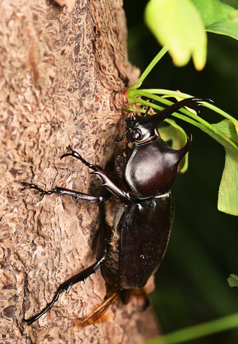 Japanese Rhinoceros Beetle