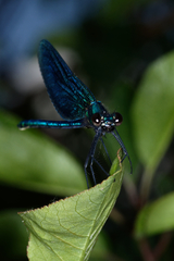 Calopteryx splendens