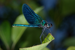 Calopteryx splendens