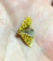 Chrysoecia atrolinea