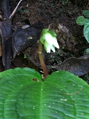 Monolena primuliflora