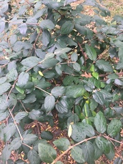 Viburnum rhytidophyllum