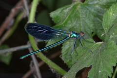 Calopteryx splendens