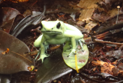 Phyllobates terribilis