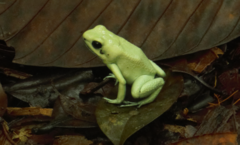 Phyllobates terribilis