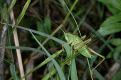 Tettigonia viridissima
