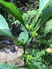 Solanum anceps