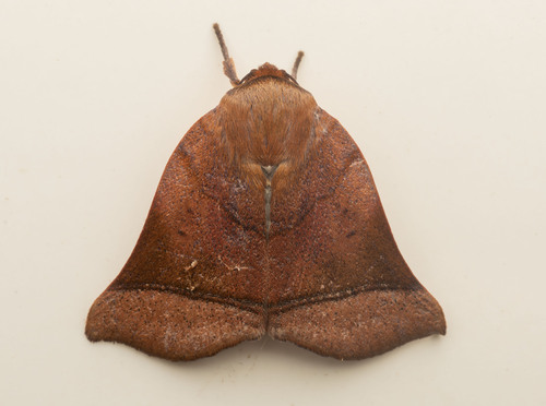 Diehlea ducalis