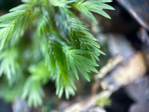 Fissidens pallidus, 2025-08-01