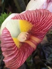 Costus amazonicus krukovii