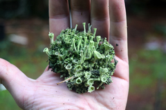 Cladonia