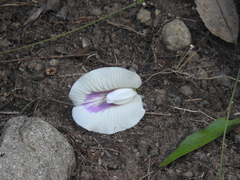 Centrosema sagittatum