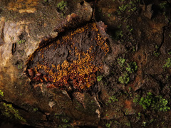 Perichaena corticalis