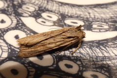 Lithophane leautieri