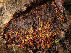 Perichaena corticalis