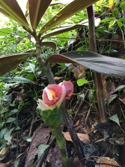 Costus amazonicus krukovii