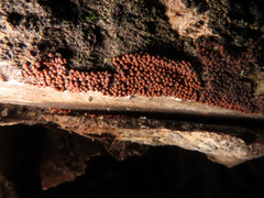 Perichaena corticalis