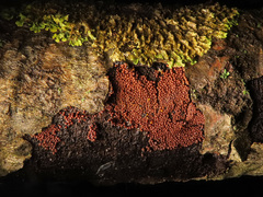 Perichaena corticalis