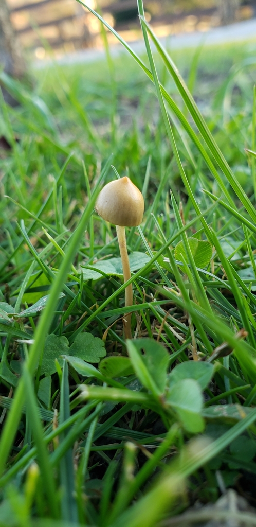 Protostropharia luteonitens in October 2019 by Cara Coulter. Growing in ...