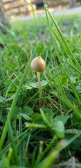 Protostropharia luteonitens