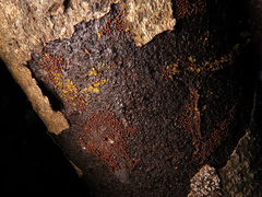 Perichaena corticalis