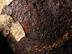 Perichaena corticalis