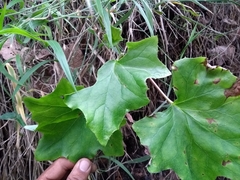 Delairea odorata