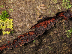 Perichaena corticalis