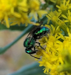 Augochloropsis viridula